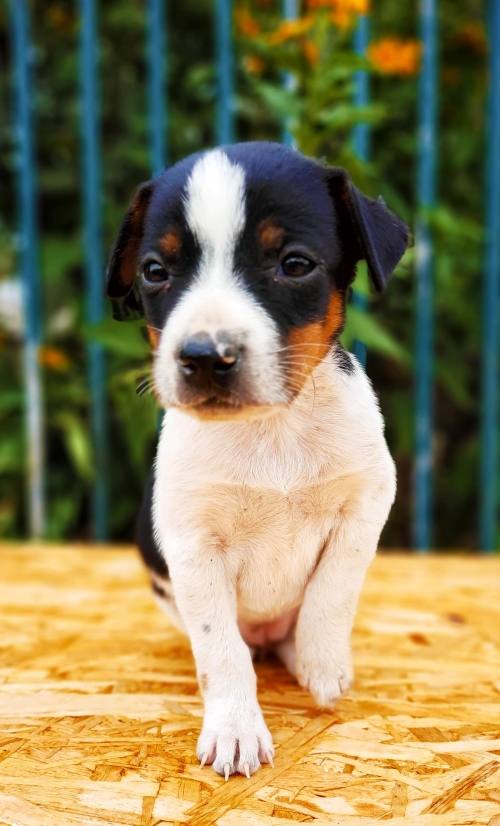 მეტისი უსახელო