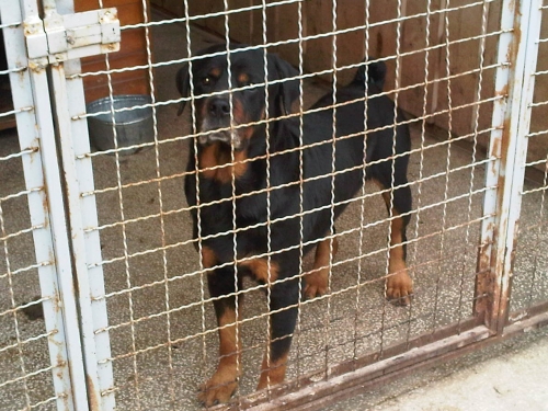 * გაჩუქებულები როი