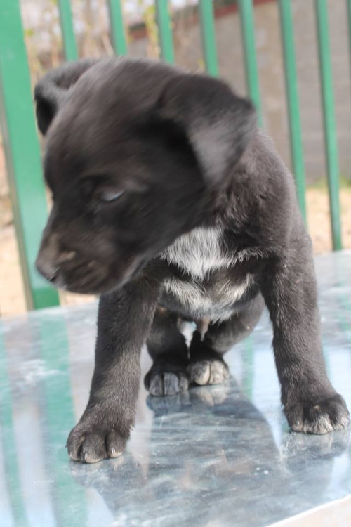 მეტისი უსახელო