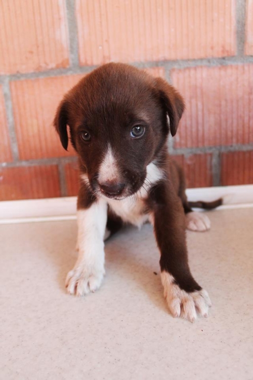 მეტისი უსახელო