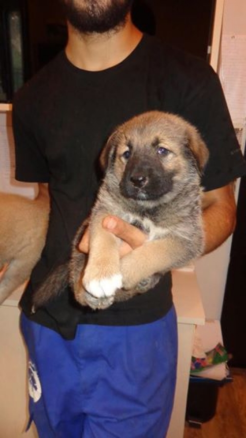 ქართული ქოფაკი უსახელო