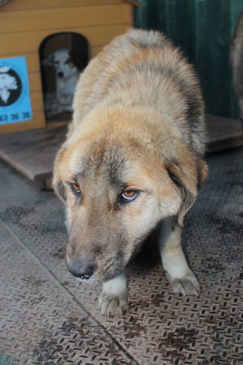 მეტისი უსახელო