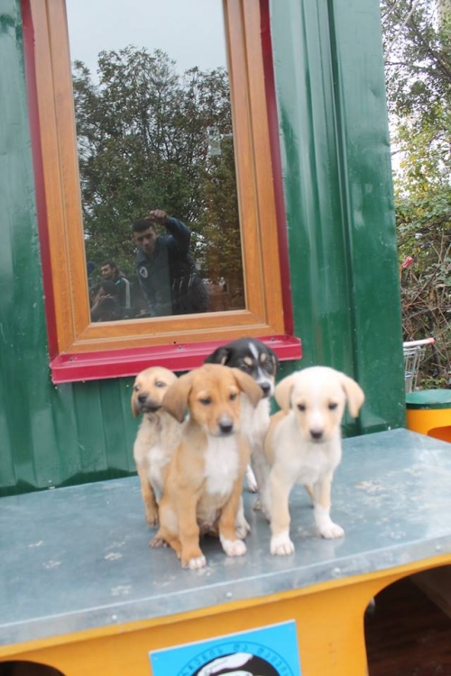 მეტისის ლეკვები უსახელო