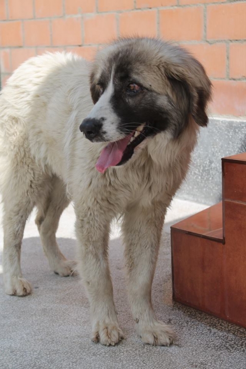 მეტისი ბუთარო