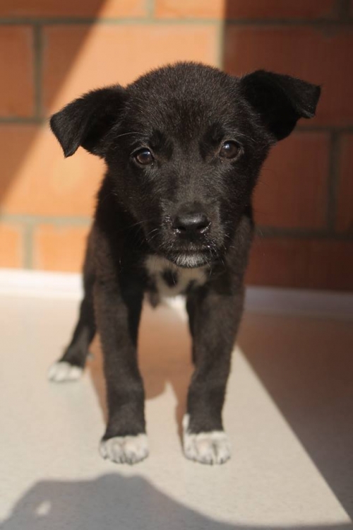 მეტისი უსახელო