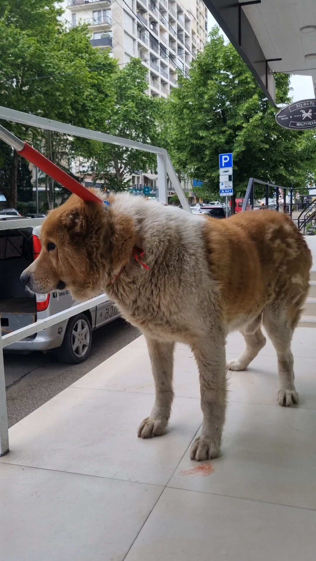 ქართული ნაგაზი. ზაჰესი