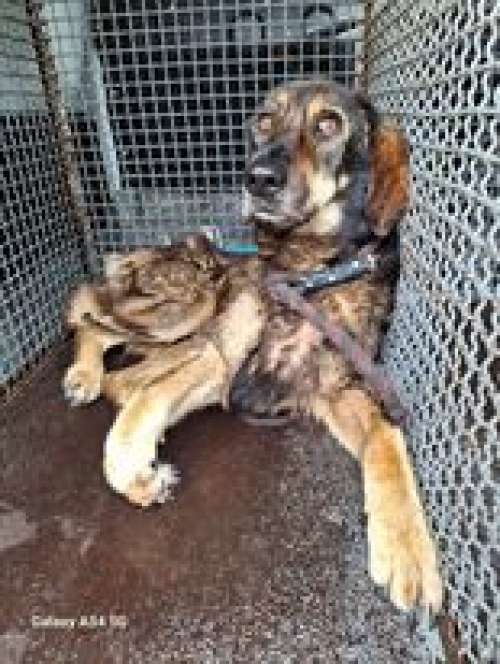 მეტისი თბ.სერვისი ჯგუფი პეპელაზე