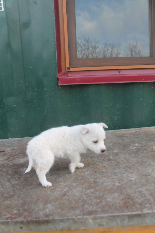 მეტისი უსახელო