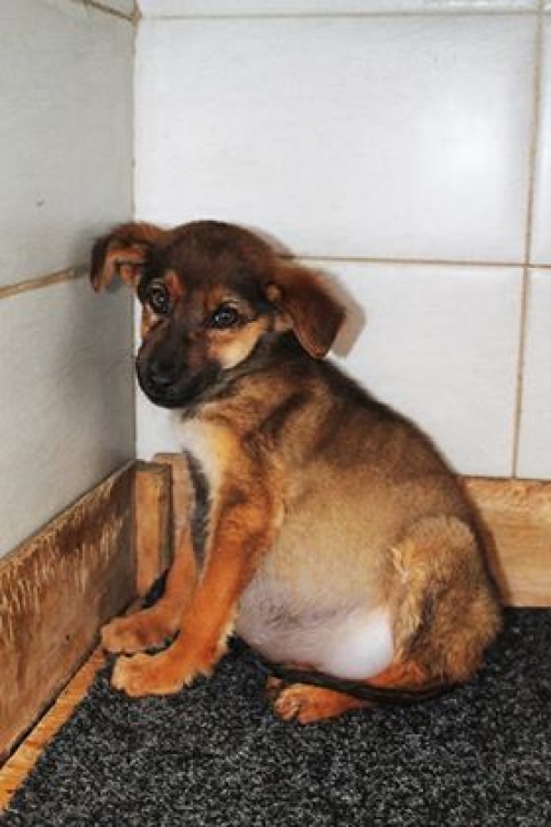 მეტისი უსახელო