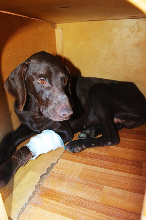 კურცხაარი როკი