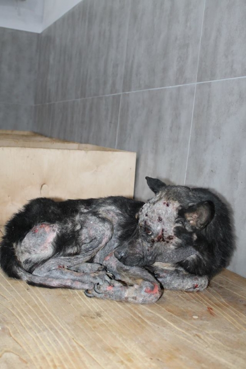 მეტისი ბობი