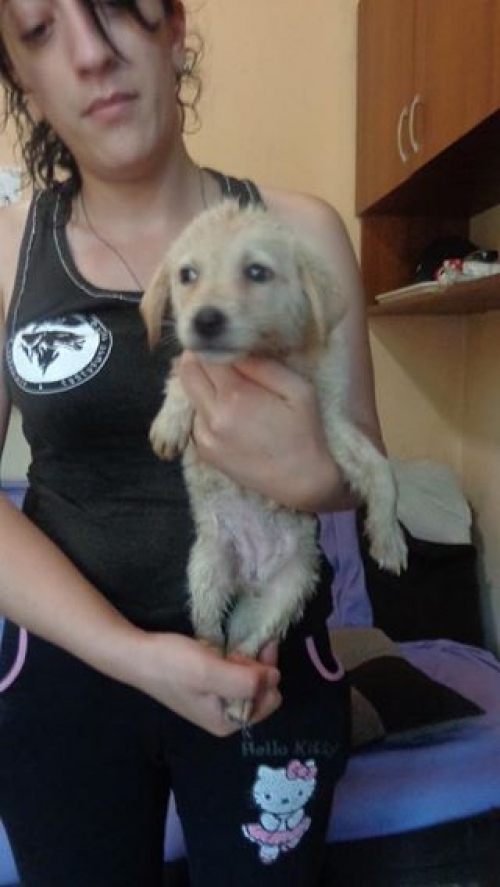 მეტისი უსახელო