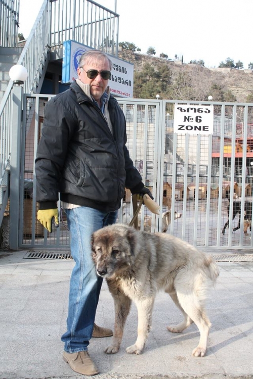 ქართული ნაგაზი ბობო