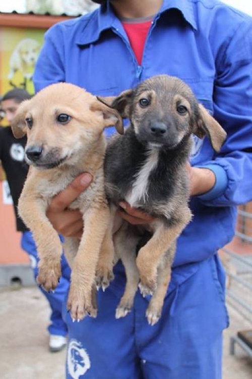 მეტისის ლეკვები უსახელო