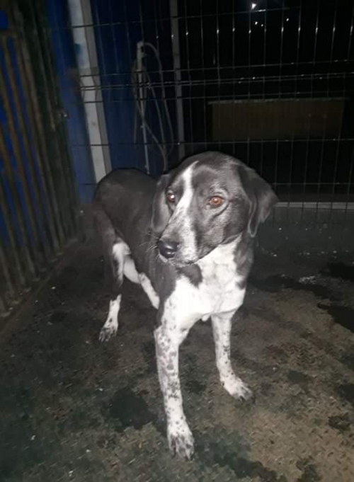 მეტისი უსახელო