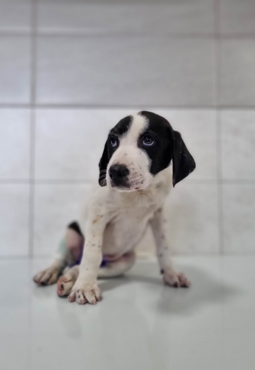 მეტისი ვარკეთილის მასივი