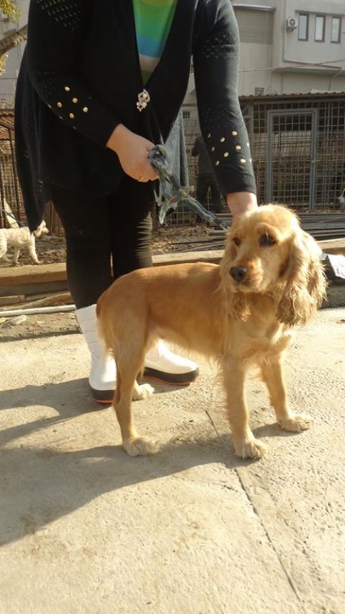 კოკერსპანიელი ალმა