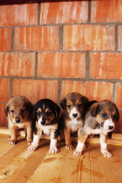 ქართული ქოფაკი უსახელო