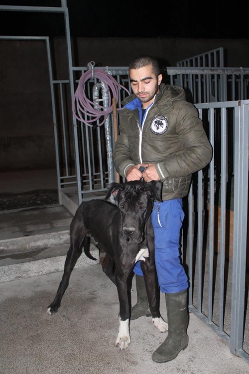 გერმანული დოგი გრაფი