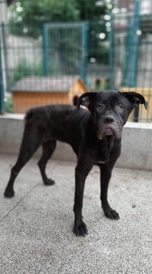 კანე კორსო ჯესი