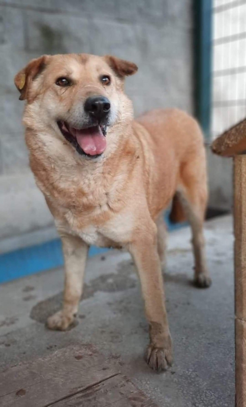 მეტისი გადმოყვ. მუნიციპ. თავშეს.