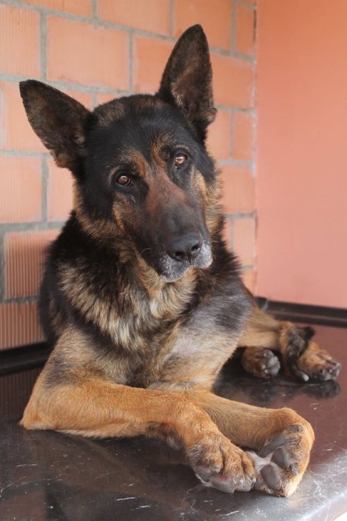 გერმანული ნაგაზი უსახელო