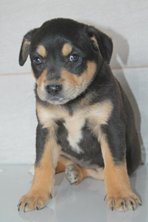 მეტისი უსახელო