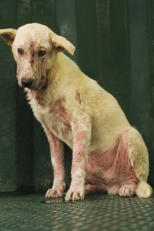 მეტისი უსახელო