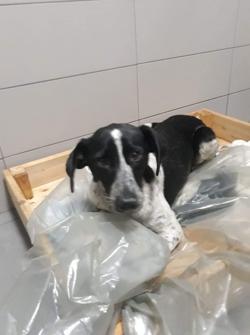 მეტისი უსახელო