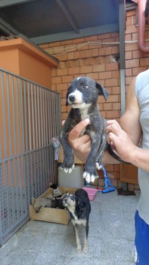 მეტისი უსახელო