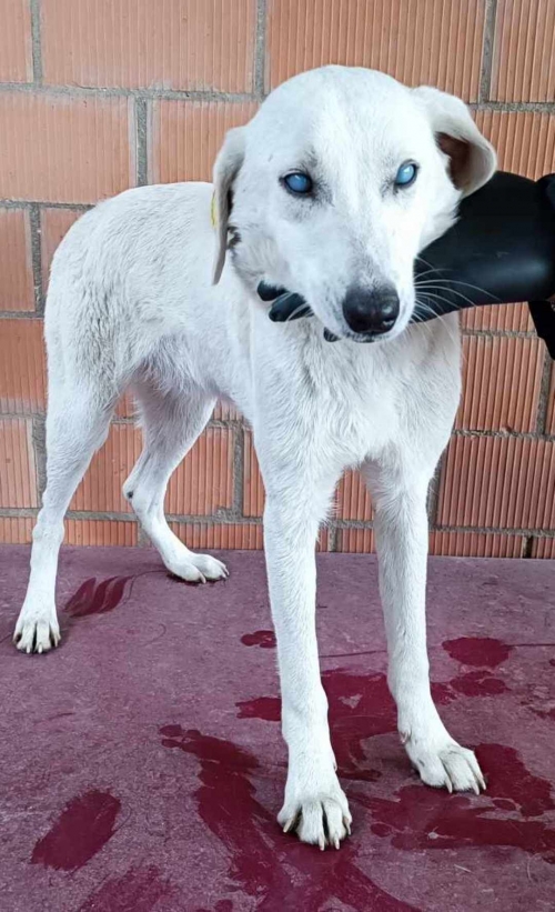 მეტისი თემქის მონუმენყან ნაპოვნი