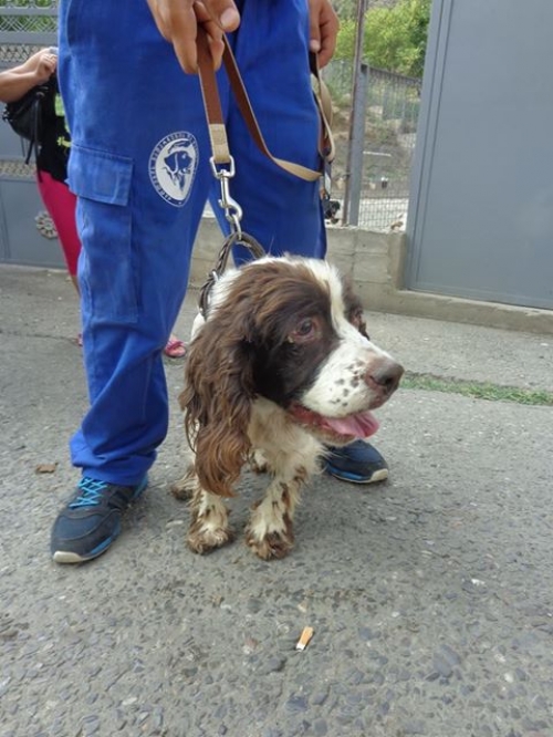 კოკერსპანიელი ბეტი