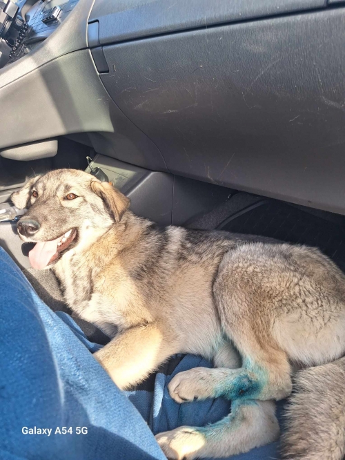 მეტისი ნაცარა. ქვემო ფონიჭალა ჟორდანის 10 ნომერი