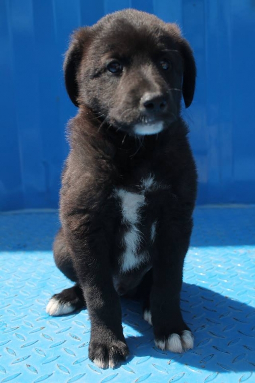 ქართული ქოფაკი უსახელო