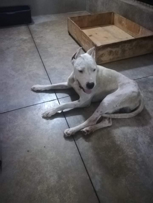 გერმანული დოგი სვანეთის უბანი