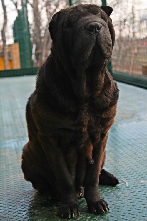 შარპეი ნენსი