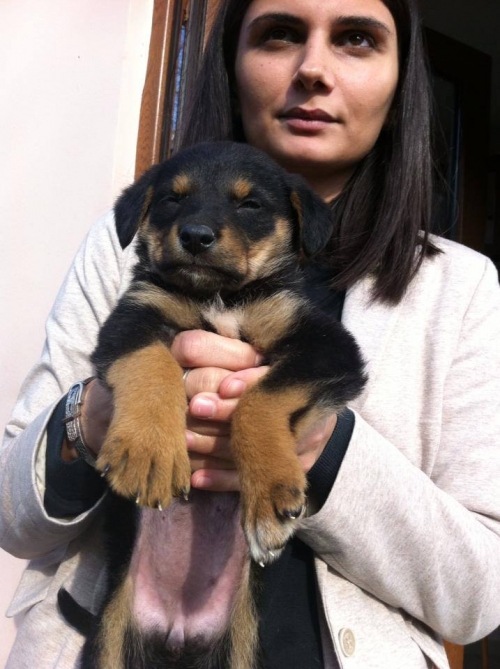 მეტისი უსახელო