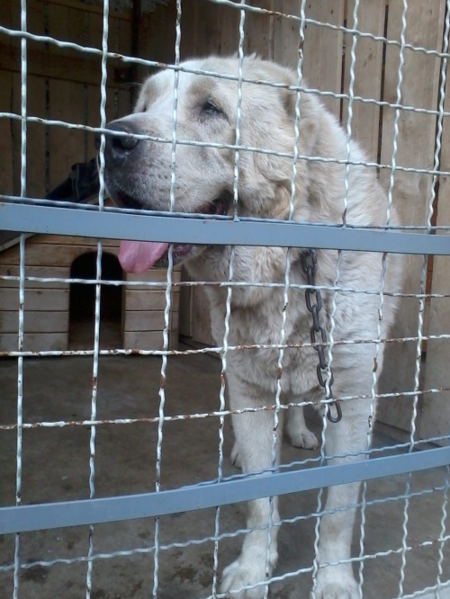 ქართული ნაგაზი ლორდი