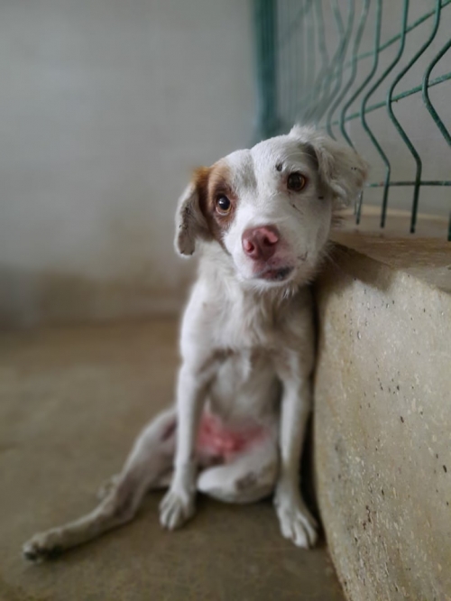 მეტისი გორგასალის ქუჩა