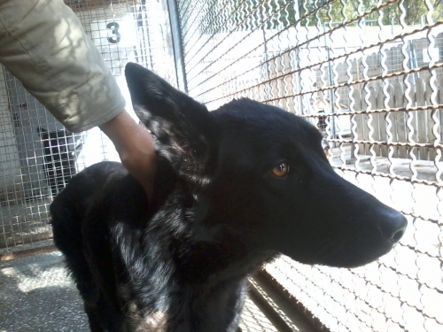 ბელგიური ნაგაზი ჩორნა