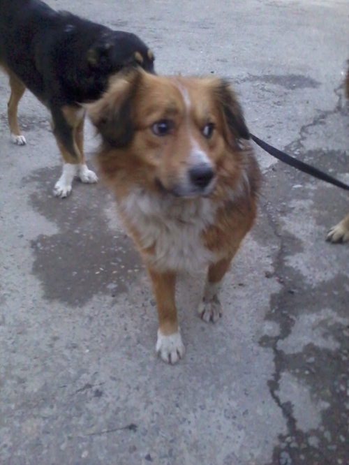 ქართული ქოფაკი ბასარა