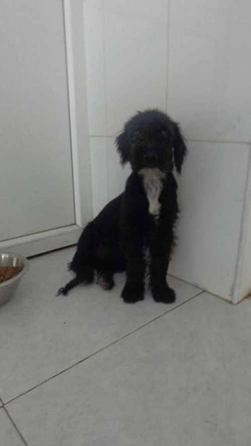 მეტისი უსახელო