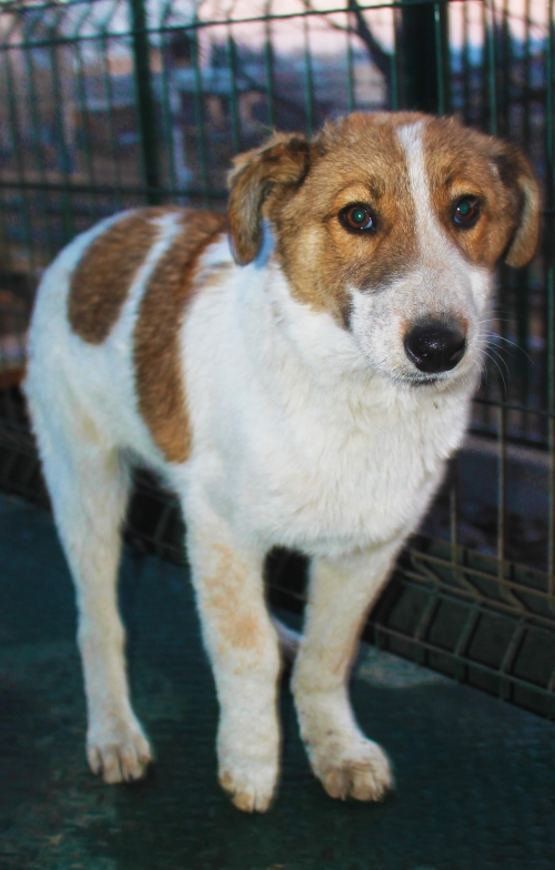 მეტისი უსახელო