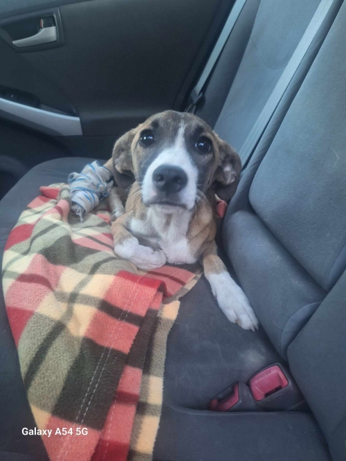 მეტისი ისნის განგეობასთან მიკედლებული ძაღკი