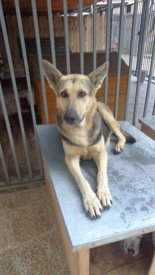 გერმანული ნაგაზი უცნობი