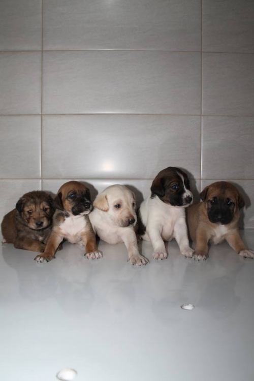 მეტისის ლეკვები უსახელო