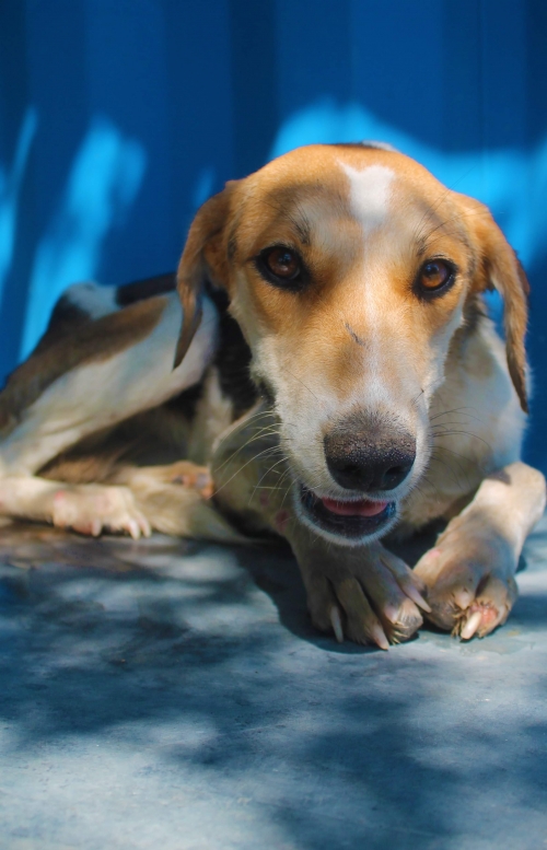 მეტისი უსახელო