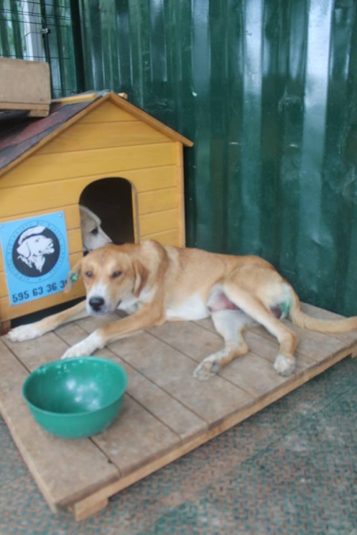 მეტისი უსახელო