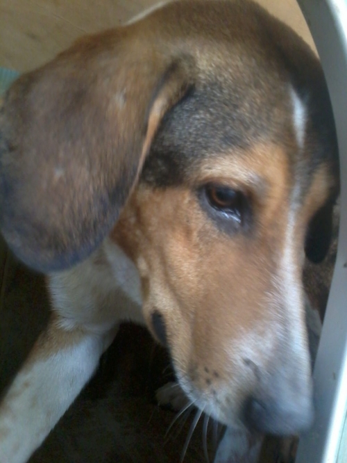 მეტისი ბიბი