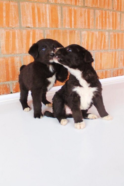 მეტისის ლეკვები უსახელო